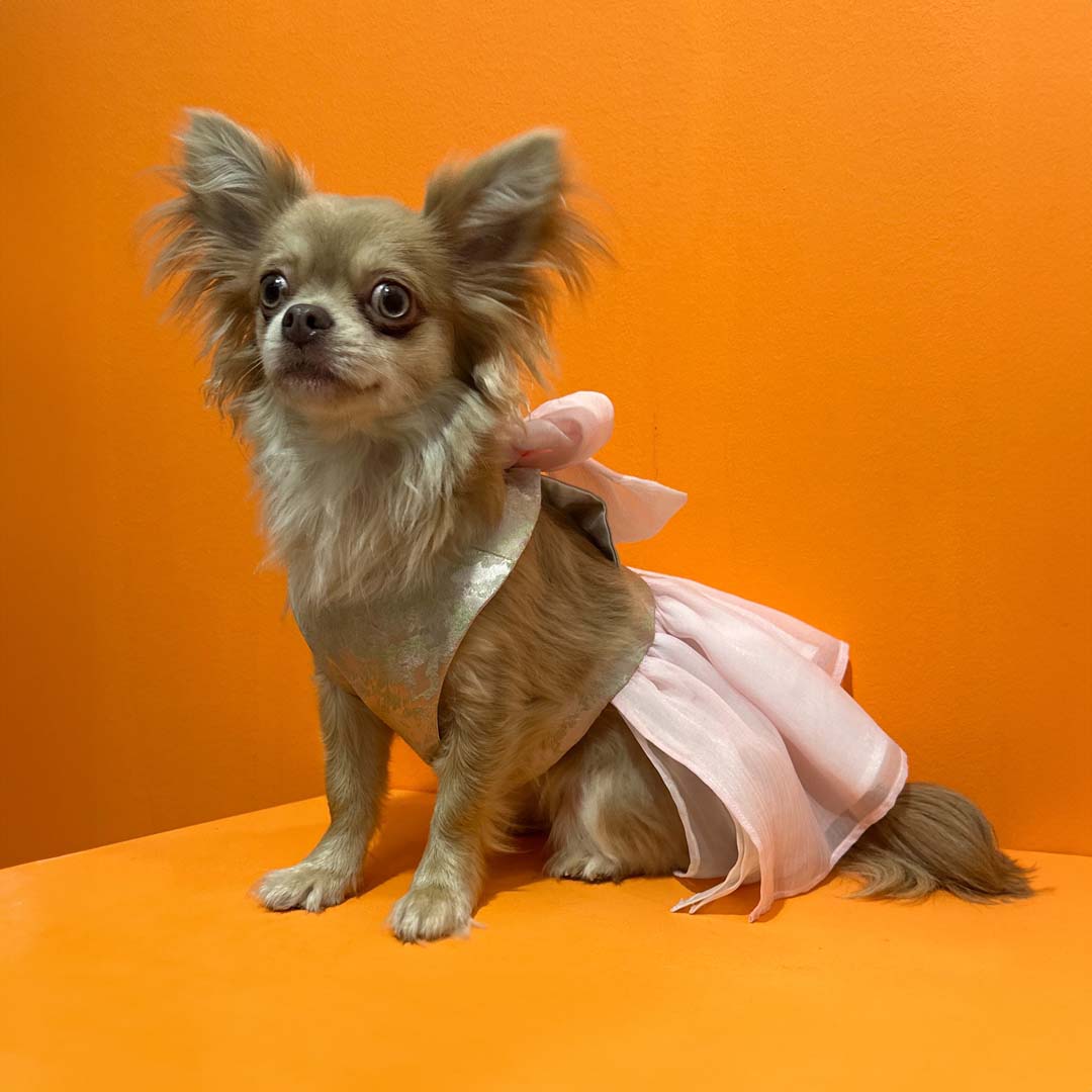 Luxury Clothes for Pets: Sophistication and Style with Bacocco Pet Couture