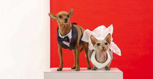The Art of Tailored Clothing for Pets: Italian Tradition meets Pet Fashion