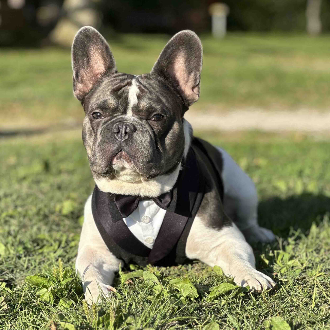 Dog Tuxedo for Weddings: The Perfect Addition to Any Elegant Wedding