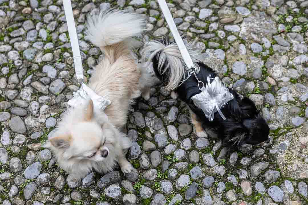 Two adorable dogs as ring bearers, seen from above, showcasing a custom-made ring pillow behind them. This elegant accessory adds a unique and charming touch to your wedding ceremony, allowing your pets to play an important role in the celebration.