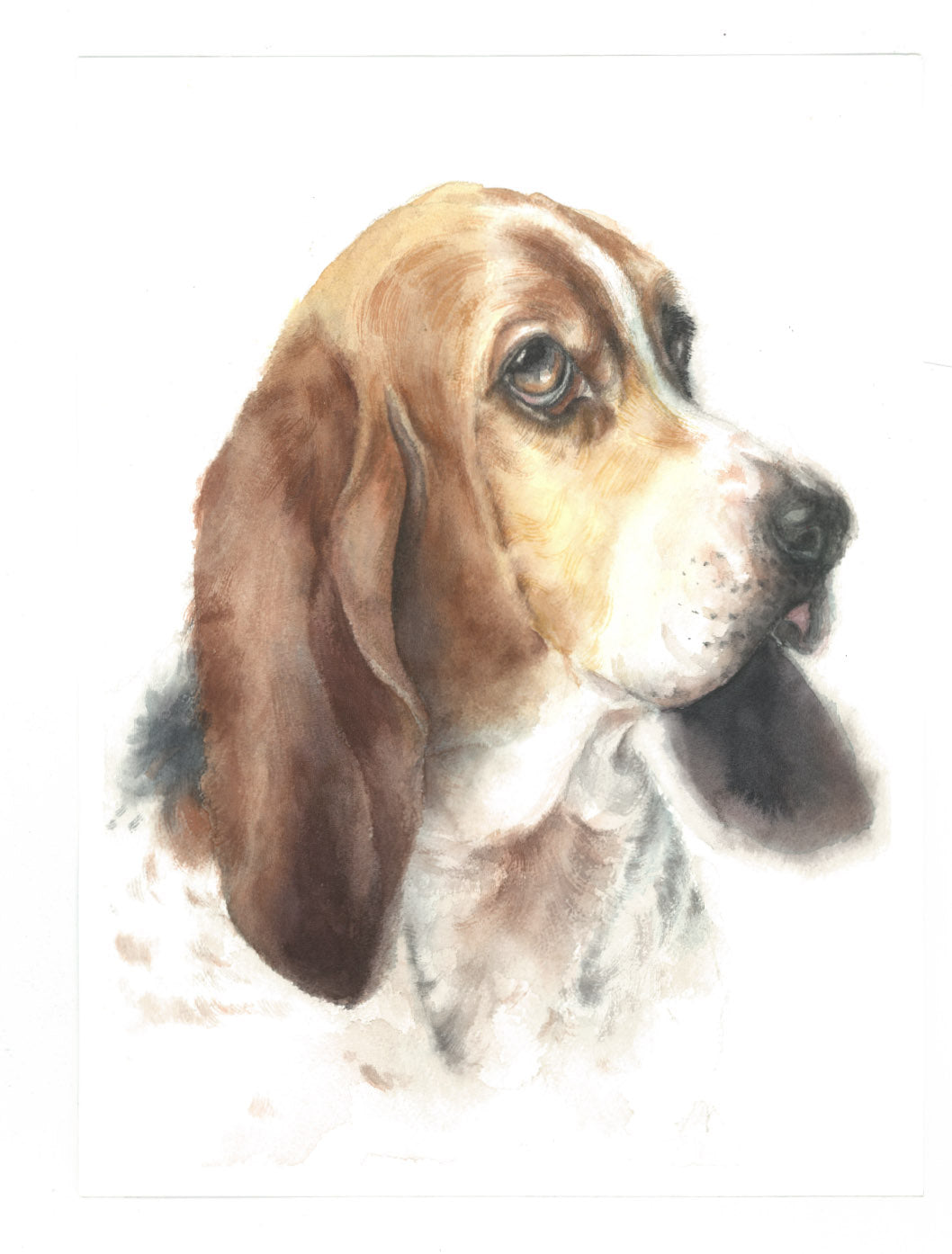 Elegant watercolor basset hound portrait featuring a brown, white and black dog with long ears, expressive eyes and soft artistic details on a clean background, luxury dog art by Bacocco Pet Couture.