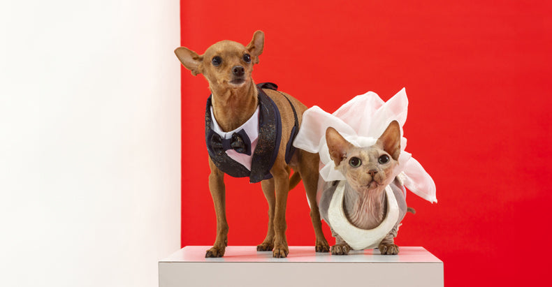 Sphynx e pinscher con abbigliamento elegante 