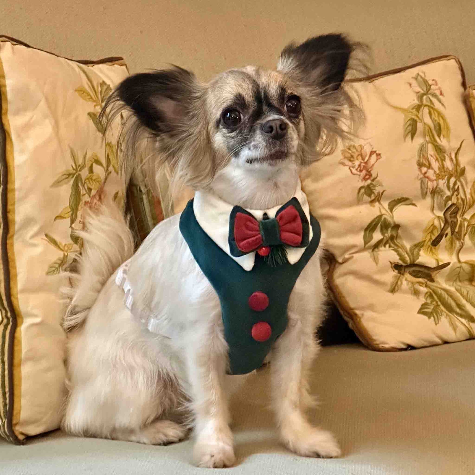 Elf dog outfit for Christmas
