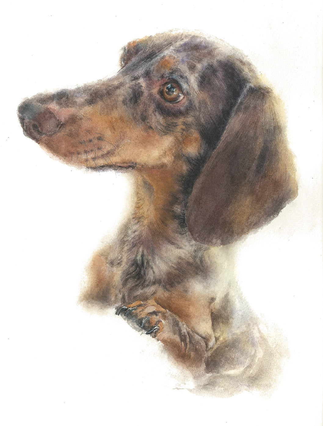 Elegant watercolor dachshund portrait featuring a brown and black short-haired sausage dog, detailed artistic pet illustration with soft textures on a clean background, luxury dog art by Bacocco Pet Couture.