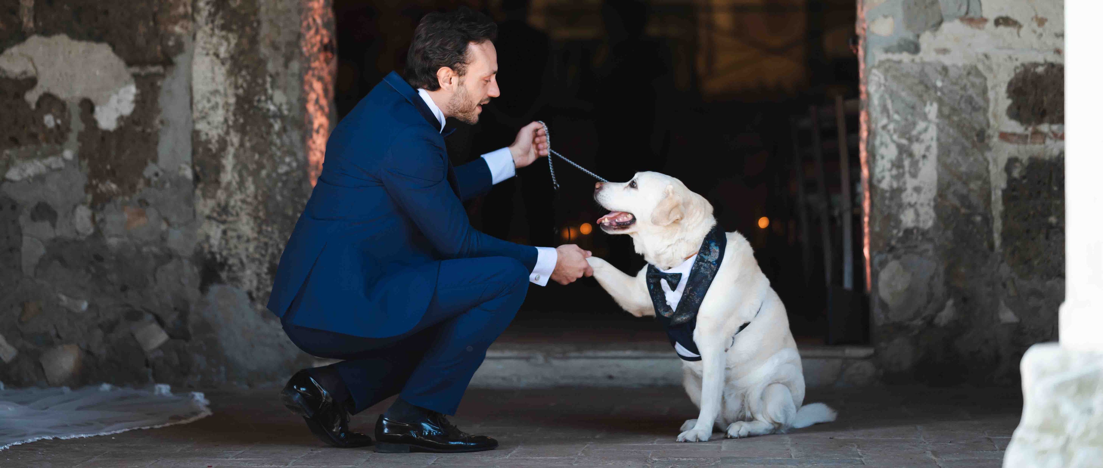 a dog in a blue tuxedo suit gives his paw to the elegantly dressed groom