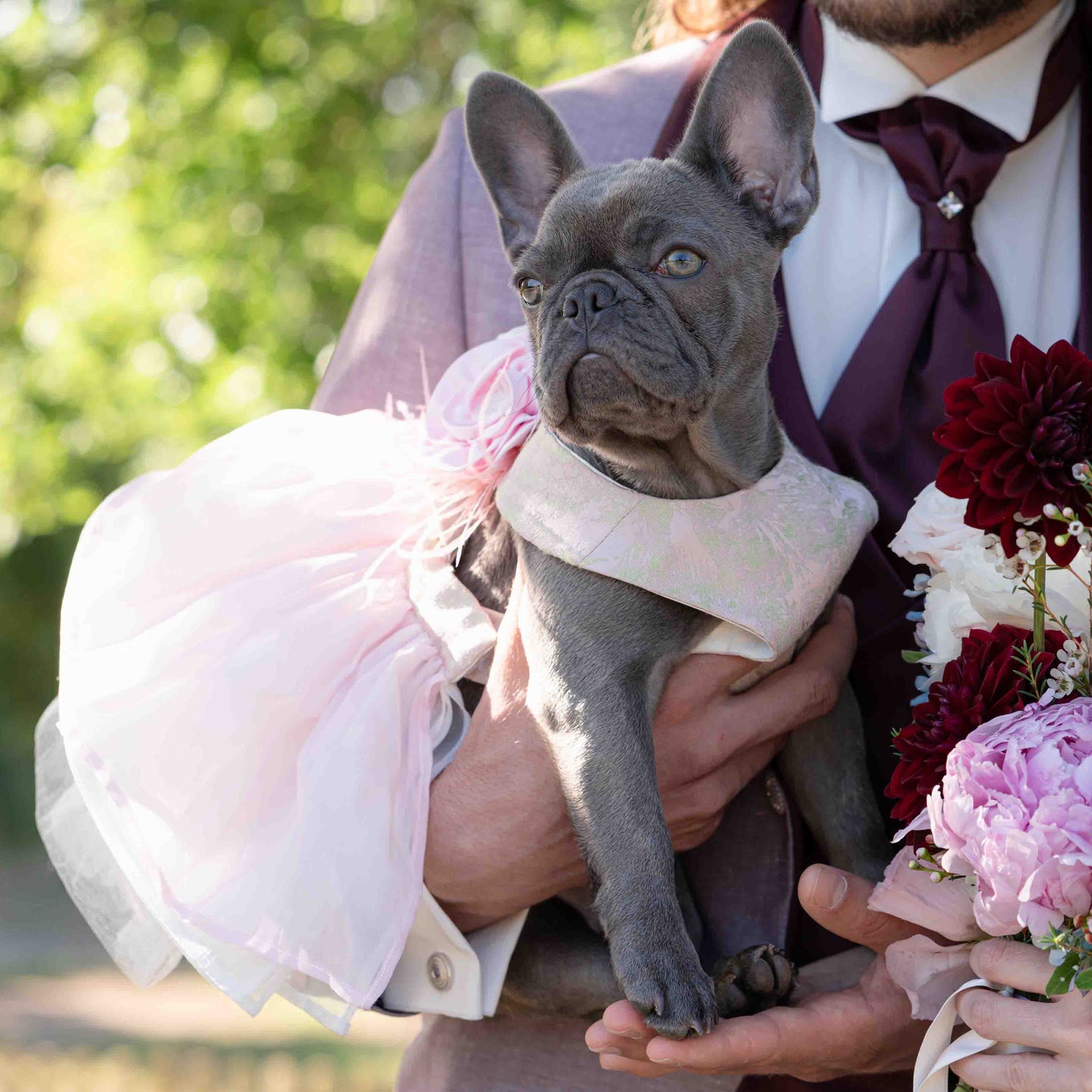 Elegante bulldog francese che indossa un vestito da sposa per cani con sposa e sposo