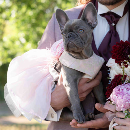 Elegante bulldog francese che indossa un vestito da sposa per cani con sposa e sposo