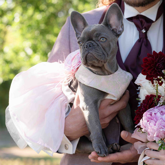 Elegant French bulldog wearing a wedding dog dress with bride and groom