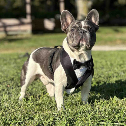 A French Bulldog, dressed in a black tuxedo harness, stands on a grassy lawn, gazing confidently into the distance with its ears upright.